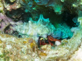 Red Reef Hermit Crab IMG 7671